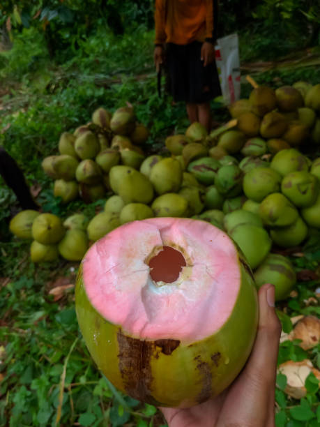istock Pink coconut fruit aka cocos rubecens ready to drink 1514078409