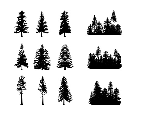 Pine tree silhouette, fir forest. Black and white spruce or cedar logo, vintage coniferous patch. horizontal background taiga pattern and single trees. Monochrome illustrations vector icon garish set