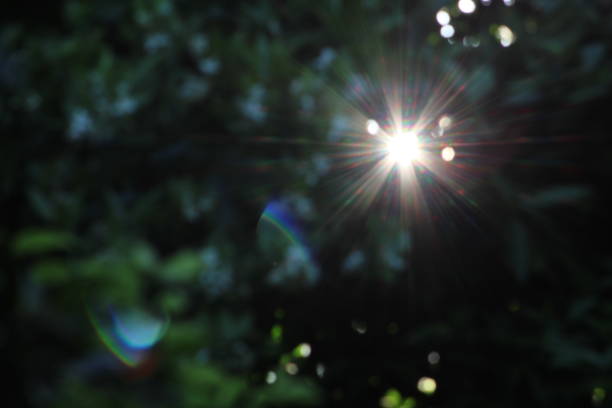 istock Sunny forest in the early morning. 1514086812