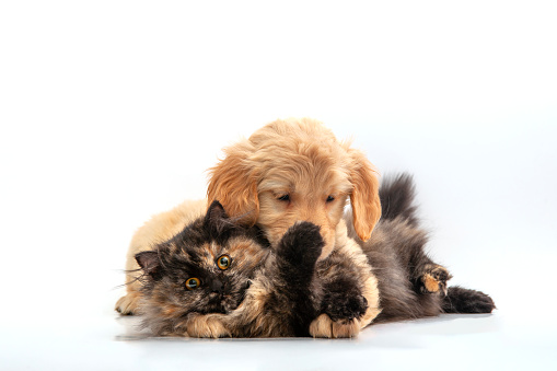 Golden retriever dog and persian cat on white