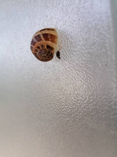 istock Taste sits on a pane of glass 1514108380