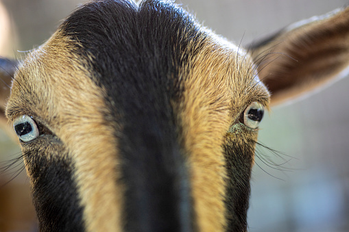 Close up of a pygmy goat with blue eyes.