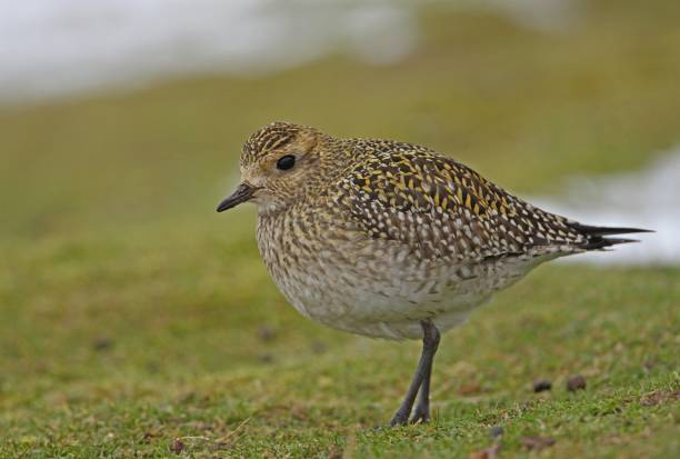 EURASIAN GOLDEN PLOVER  (Pluvialis apricaria) European Golden Plover (Pluvialis apricaria) winter plumage adult standing in snowy field

Eccles-on-sea, Norfolk, UK.         February apricaria stock pictures, royalty-free photos & images