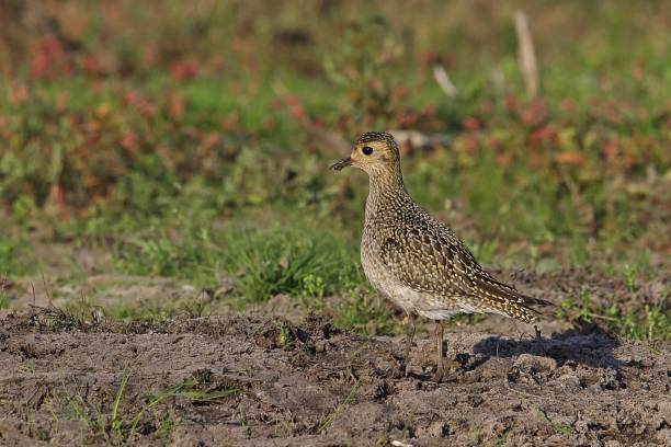 istock EURASIAN GOLDEN PLOVER  (Pluvialis apricaria) 1514135993