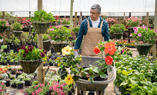 Mature Latin American man working at a garden center carrying plants on a wheelbarrow