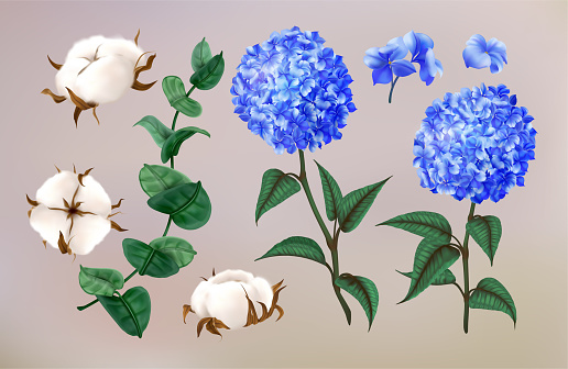 Realistic hydrangea. Cotton flowers. Eucalyptus leaves. Hortencia blossoms. Floral decoration. Summer nature wedding. Beauty garden. Plant twigs. Blooming branch. Vector 3D exact natural elements set
