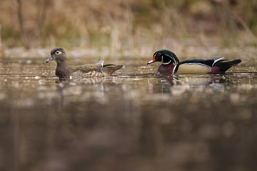 A male and female Wood Duck, Aix sponsa, swims on a woodland pond in Michigan.  The Wood Duck is a colorful species of bird and is a game bird in many areas.