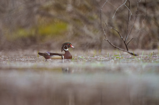 A male Wood Duck, Aix sponsa, swims on a woodland pond in Michigan.  The Wood Duck is a colorful species of bird and is a game bird in many areas.