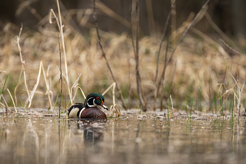 A male Wood Duck, Aix sponsa, swims on a woodland pond in tree lined pond in Michigan.  The Wood Duck is a colorful species of bird and is a game bird in many areas.