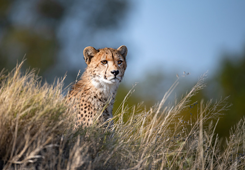 Mother cheetah with two 2 month old cubs on a termite mound in the Masai Mara