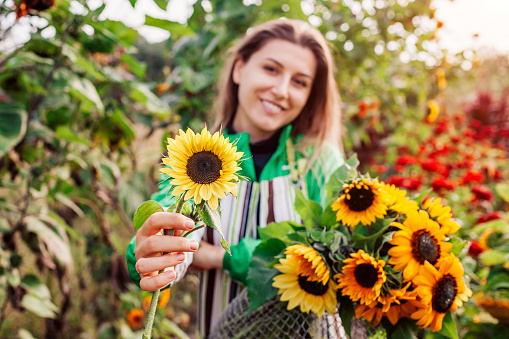 Woman gardener holding bouquet of yellow lime lemony sunflowers with dark center in summer garden. Cut flowers harvest picking. Close up