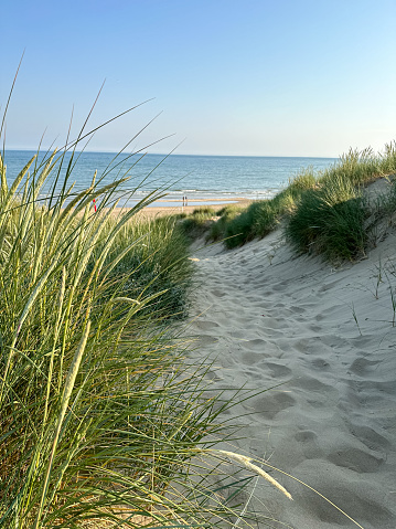 Grass in sand dunes in front of the beach and sea