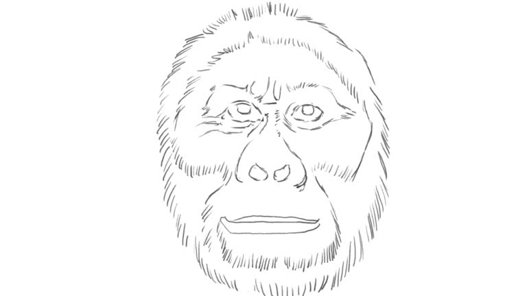 Evolution Morphing 450+ Human Evolution Drawing Stock Videos and Royalty-Free Footage - iStock