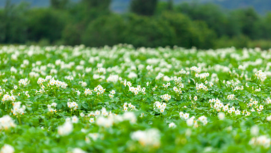 Potato flowers blooming in field, Potato plantation. Rural place