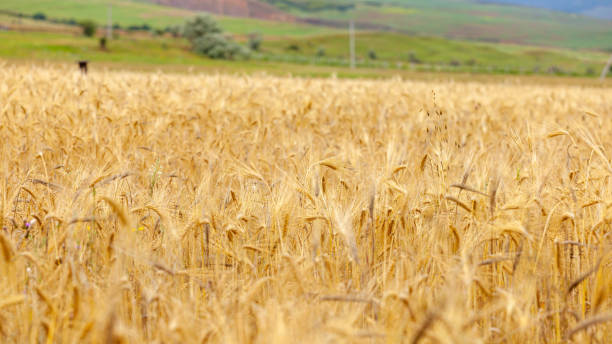 золотое пшеничное поле, созревающие колосья желтого пшеничного поля - ripe wheat стоковые фото и изображения