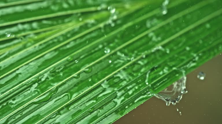 SLO MO LD Rain falling onto a palm leaf