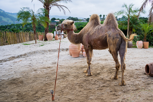Camels on a camel farm in Da Lat, vietnam. Selective focus