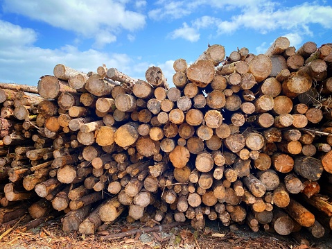 Stack of logs awaiting processing into firewood