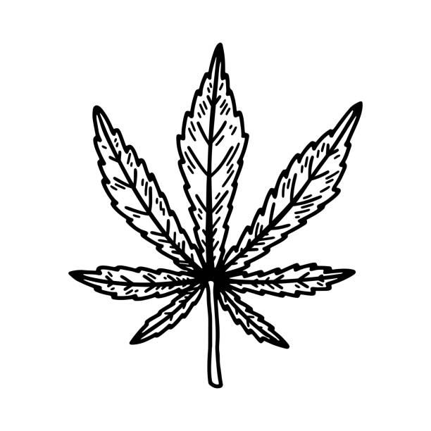 Cannabis leaf sketch. Marijuana botanical drawing. Hand drawn vector illustration Cannabis leaf sketch. Marijuana botanical drawing. Hand drawn vector illustration marijuana tattoo stock illustrations