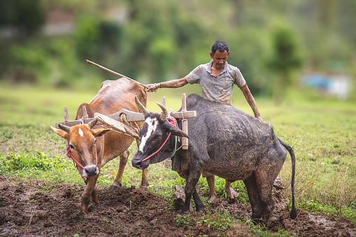 Indian farmer ploughing his fields