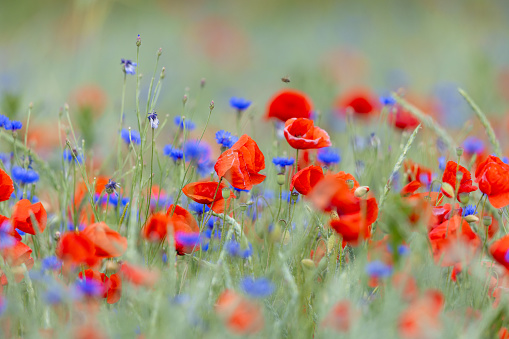 A vibrant field of red flowers with a backdrop of a lush landscape