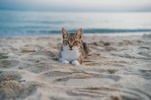 Cat in the sand on the beach with the sea in the background