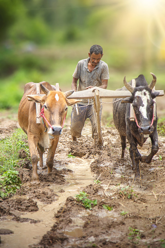 Indian farmer ploughing his fields