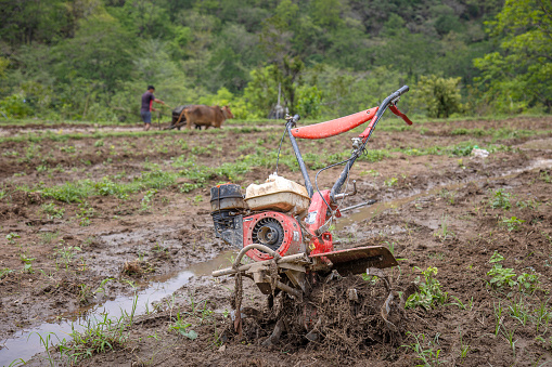 Farmer ploughing field using oxen In The Muddy Water Rice Fields after his Two Wheel Hand Tractor got faulty.