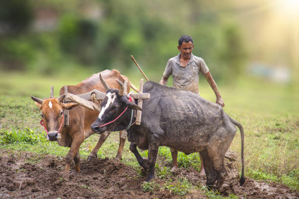 istock Indian farmer ploughing his fields 1514260092