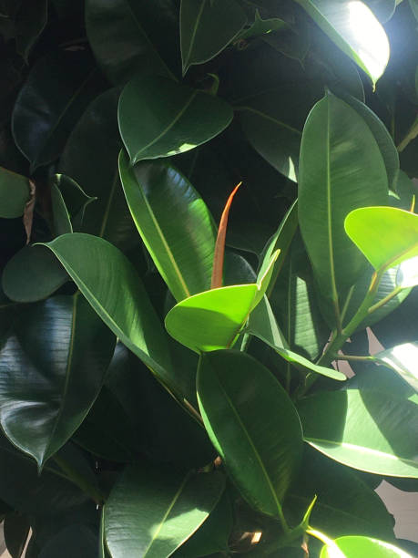 big green leaves of a lant