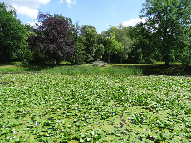 istock Landscape park with water lilies 1514295047