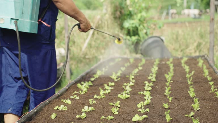 Farmers are spraying pesticides and foliar fertilizers produced from fermented fresh crops and herbs. to lettuce from the newly born plant in organic vegetable farms