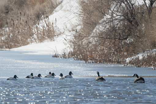 Goldeneye ducks and geese on frozen lake in Montana, in western USA of North America.