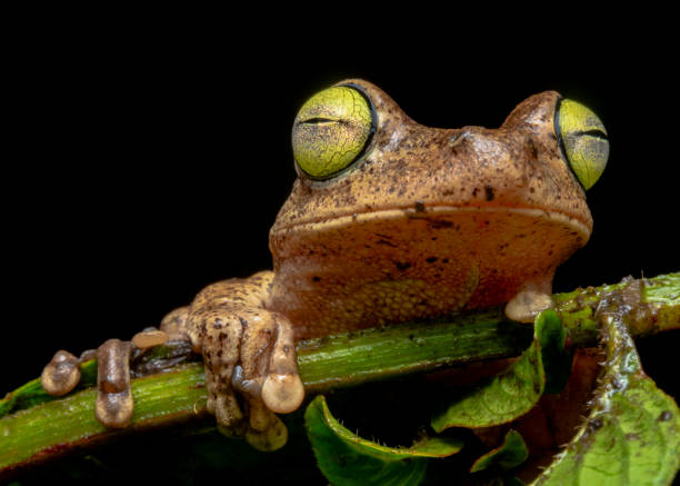 istock yellow eyed tree frog 1514349431