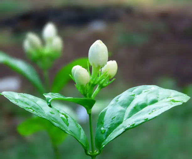 Jasmineflower buds. Jasmine is a genus of shrubs and vines in the olive family of Oleaceae.