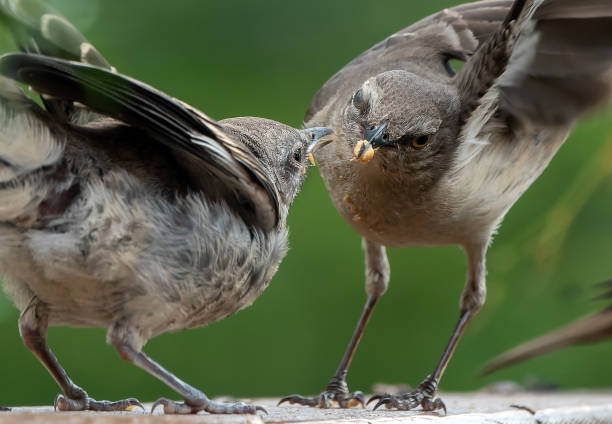 istock Northern Mockingbirds at feeding time 1514369901