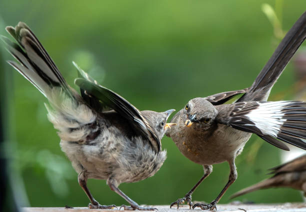 istock Northern Mockingbirds at feeding time 1514370451