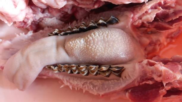 istock Sheep's tongue and teeth close up, Eid al-Adha 1514387642