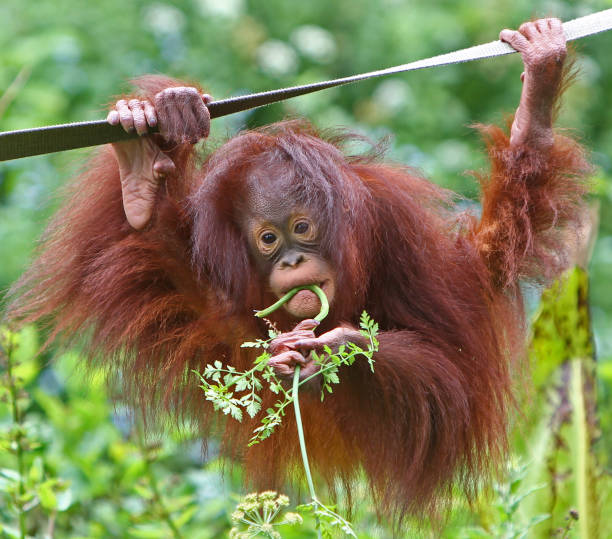 istock Paignton, Torbay, South Devon, England: A young female Orangutan eating 1514401605