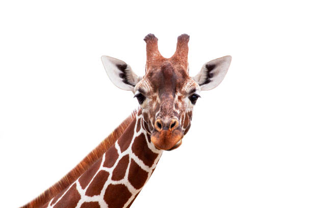 divertente girafe - brindled foto e immagini stock