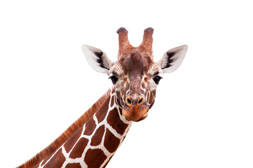 Girafe close up isolated over white