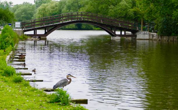 Tom Patterson Bridge summer trees with great blue heron wading in river below\n\nLocation\nVictoria Lake, Stratford ON CA