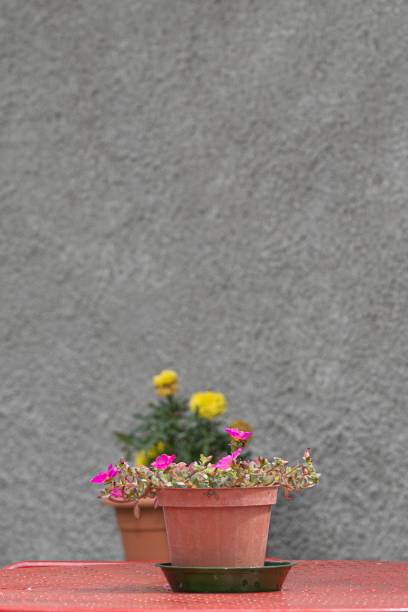 istock Flowerpot on an outdoor table 1514436209