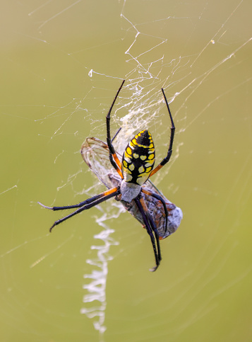 An Orb-Weaver Spider with a Cicada wrapped in its silken web.