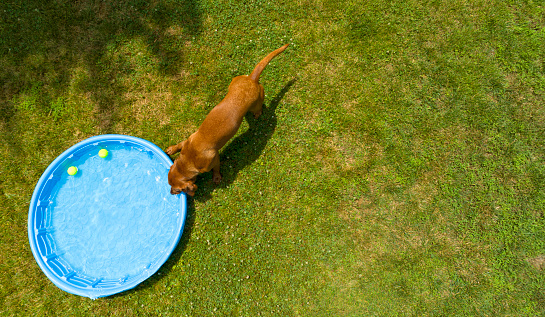 Red Fox Labrador Retriever having fun with his pool.