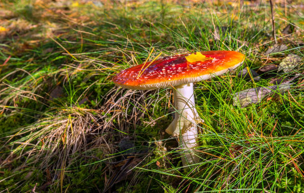 istock Red fly poisonous agaric mushroom 1514484544