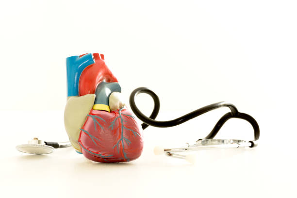 koncepcja zdrowego serca i normalnego ciśnienia krwi. model ludzkiego serca, stetoskop i elektroniczny ciśnieniomierz leżą na stole na białym tle. przestrzeń kopiowania. - human artery audio zdjęcia i obrazy z banku zdjęć