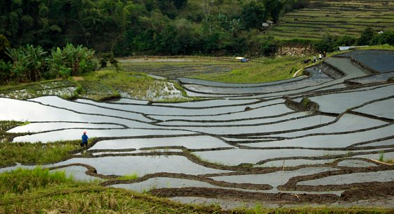 Campos de arroz, Isla de Flores, Indonesia photo