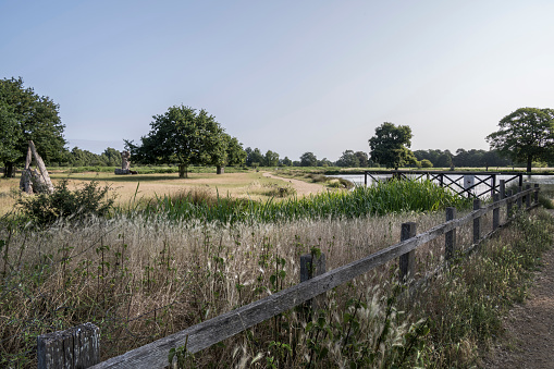 July view of Bushy park pond from carpark with the long grass in the foreground