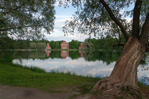 View of the architectural ensemble of the Admiralty and the weeping willow on the shore of the Big Pond of the Catherine Park on a summer day, Pushkin, St. Petersburg, Russia